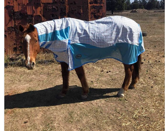 ** NEW** Design Fly Rug for Horse / Pony / Shetland Heavyweight Full Neck Combo