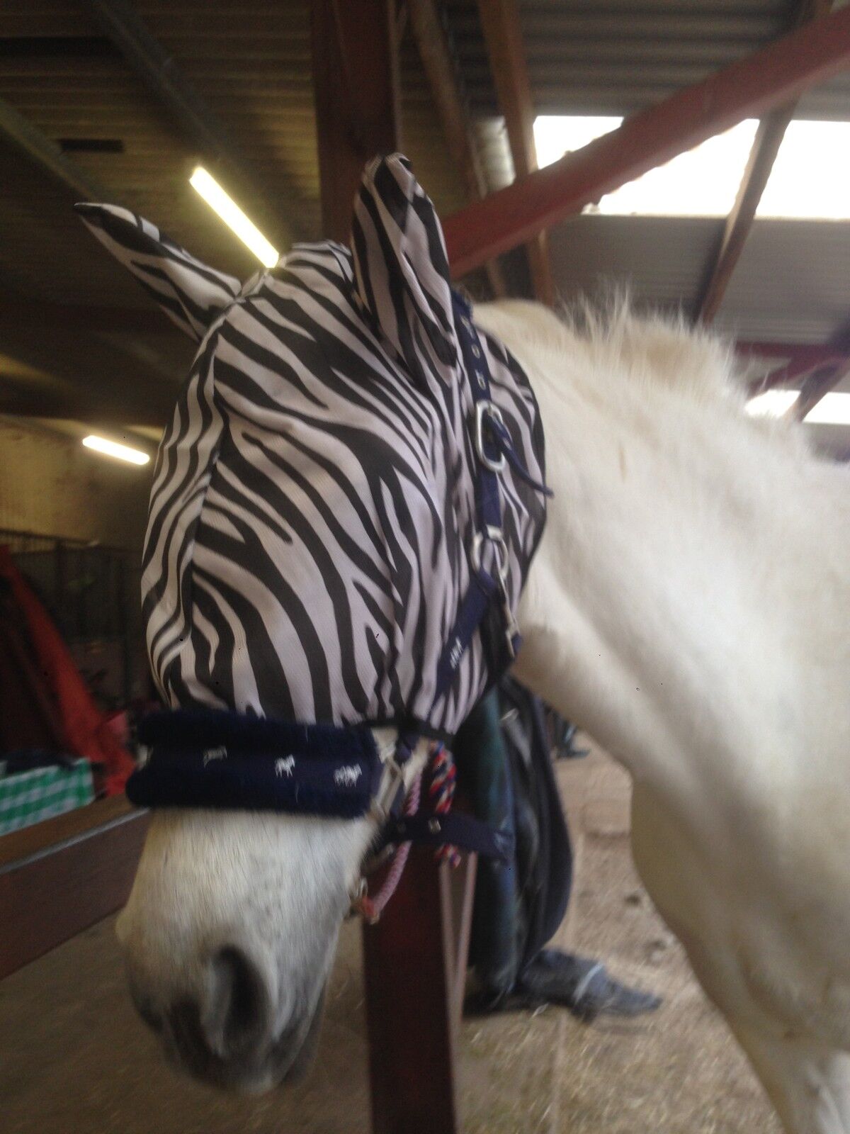 2 DAYS SALE HORSE/COB/PONY MESH FLY MASK HOOD ZEBRA PRINT BEST SELLER FREE P/P