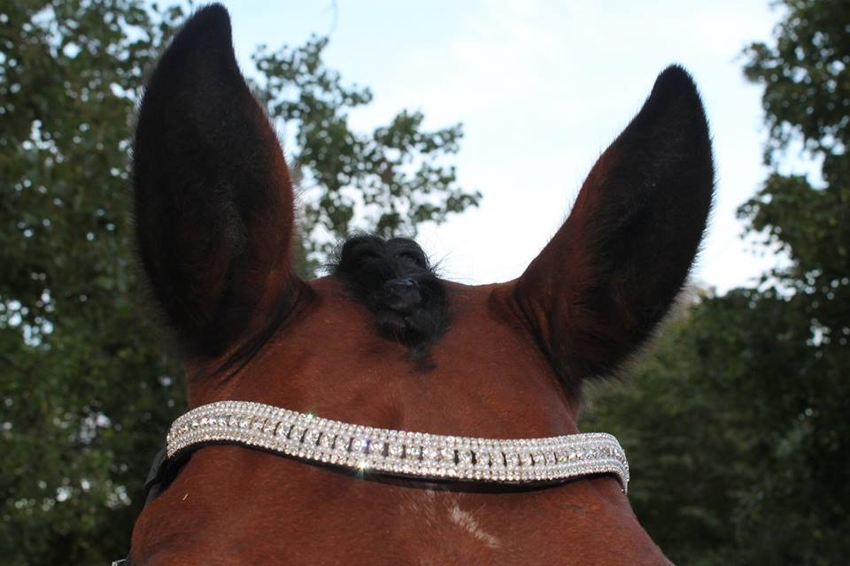New BLING Designer Look U clear Pearl crystal  Browband Great Gift offer BLACK