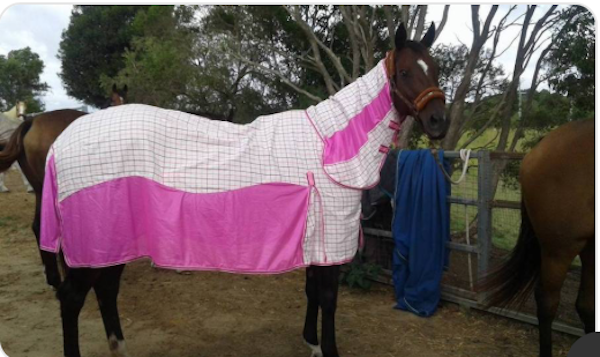 ** NEW** Design Fly Rug for Horse / Pony / Shetland Heavyweight Full Neck Combo