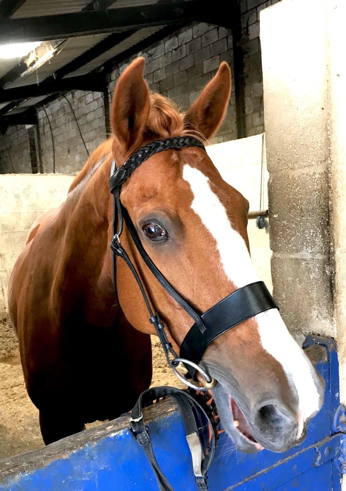 Cwell Equine English Working Hunter Show Hunt Bridle Wide 3/4" Cheeks 2" Nose