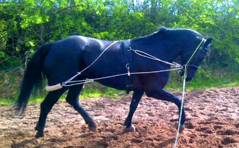 NEW Horse Training Aid Lunging Pessoa based white one size F/C/P FITS ALL SALE