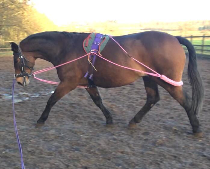 Horse Longieren Trainingshilfe Pessoa Basiert Pink Einheitsgröße F/C / P / Mini