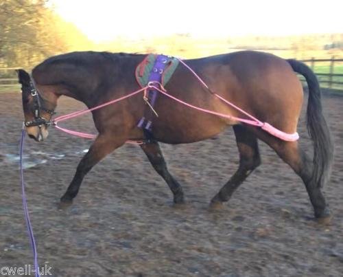 Cwell Equine - Ausilio Per Allenamento Del Cavallo A Base Di Pessoa, Taglia Unica, Colore Blu Navy - 2