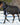 HORSE RUGS