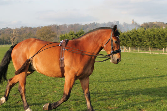 NUEVO Entrenamiento Caballos Ayuda Pessoa Base negro marrón blanco talla única