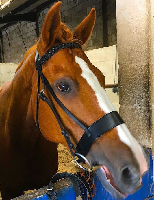 Cwell Equine English Working Hunter Show Hunt Bridle Wide 3/4" Cheeks 2" Nose