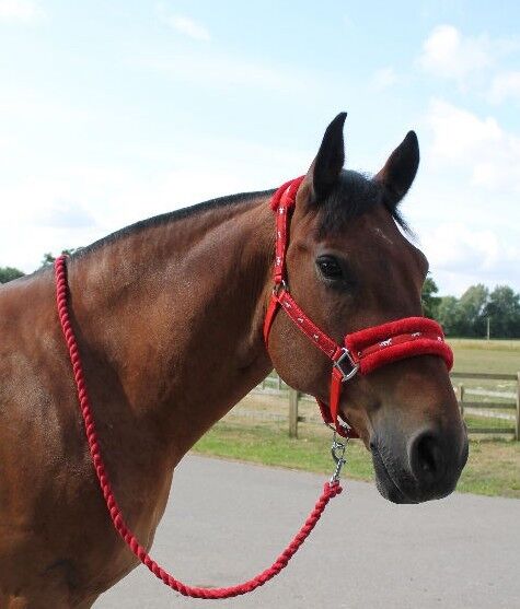 New Mink padded HORSE COB PONY Nylon Halters/Headcollar Horse Print Lead set