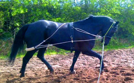 NEW Horse Training Aid Lunging Pessoa based white one size F/C/P FITS ALL SALE