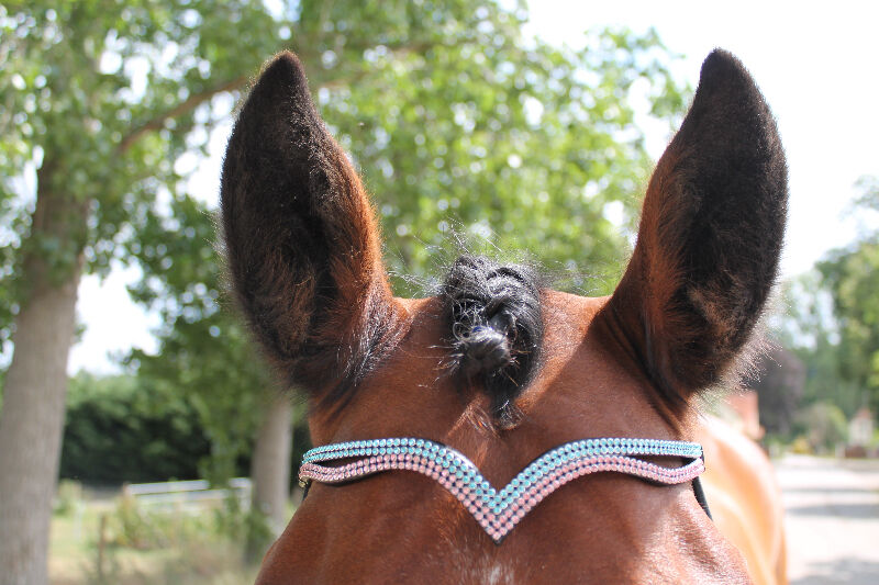 New  (V) Shaped sparky two tone pink/turquoise Crystal Browband cob - 15" Black