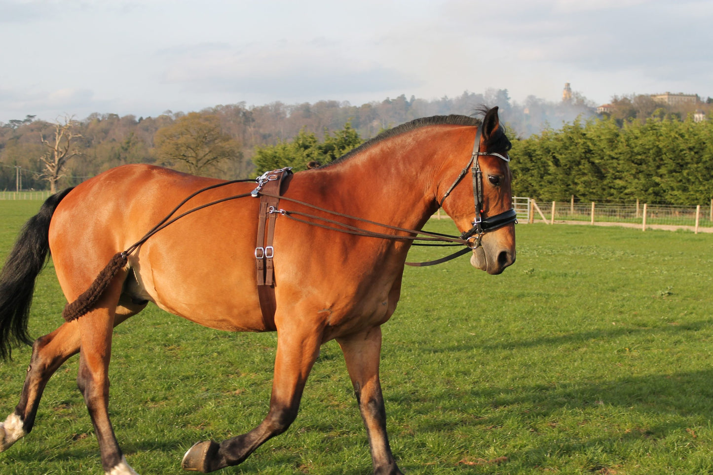 Horse Training aid pe-ssoa based Black,Brown,White one size fits all on sale