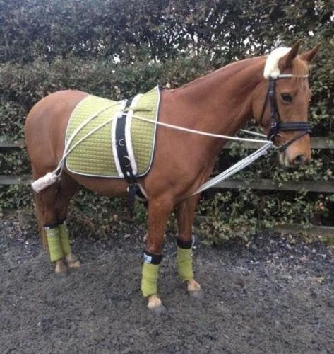 CWELL HORSE/COB/PONY PESSOA TYPE TRAINING AID + BODY ROLLER