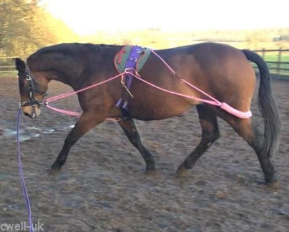 Cwell Equine New Horse Lunging Training Aid Pessoa based (one size fits all) Choice of colors
