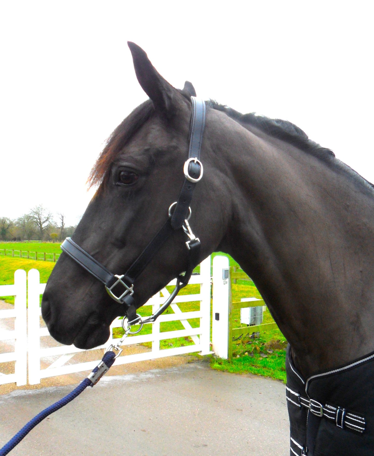 New Heavy Duty Leather SHOW Halter Headcollar - FULL/COB/PONY Black