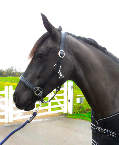 New Heavy Duty Leather SHOW Halter Headcollar - FULL/COB/PONY Black