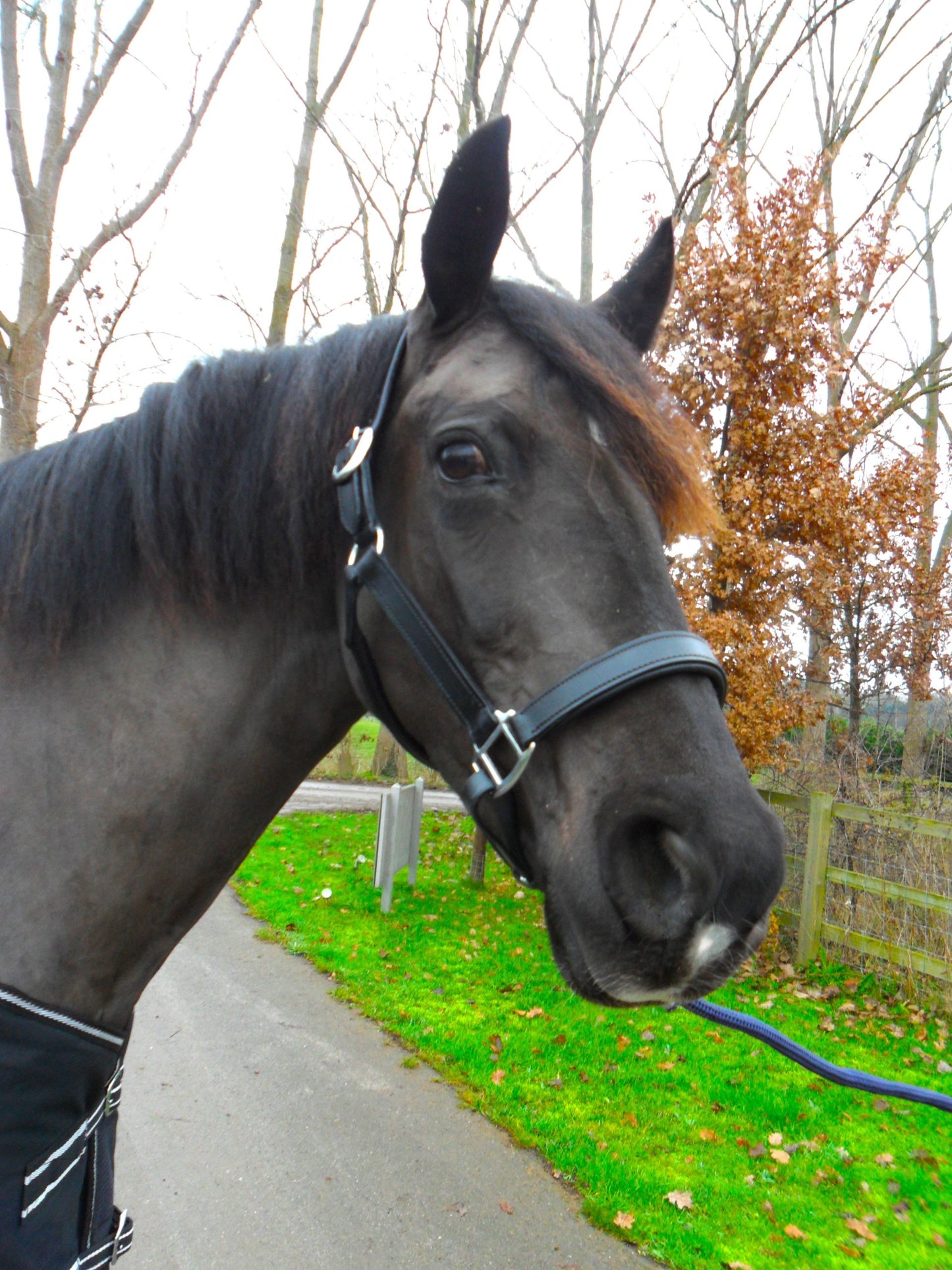 New Heavy Duty Leather SHOW Halter Headcollar - FULL/COB/PONY Black