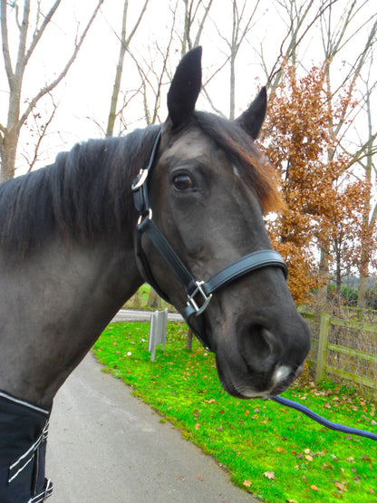 New Heavy Duty Leather SHOW Halter Headcollar - FULL/COB/PONY Black