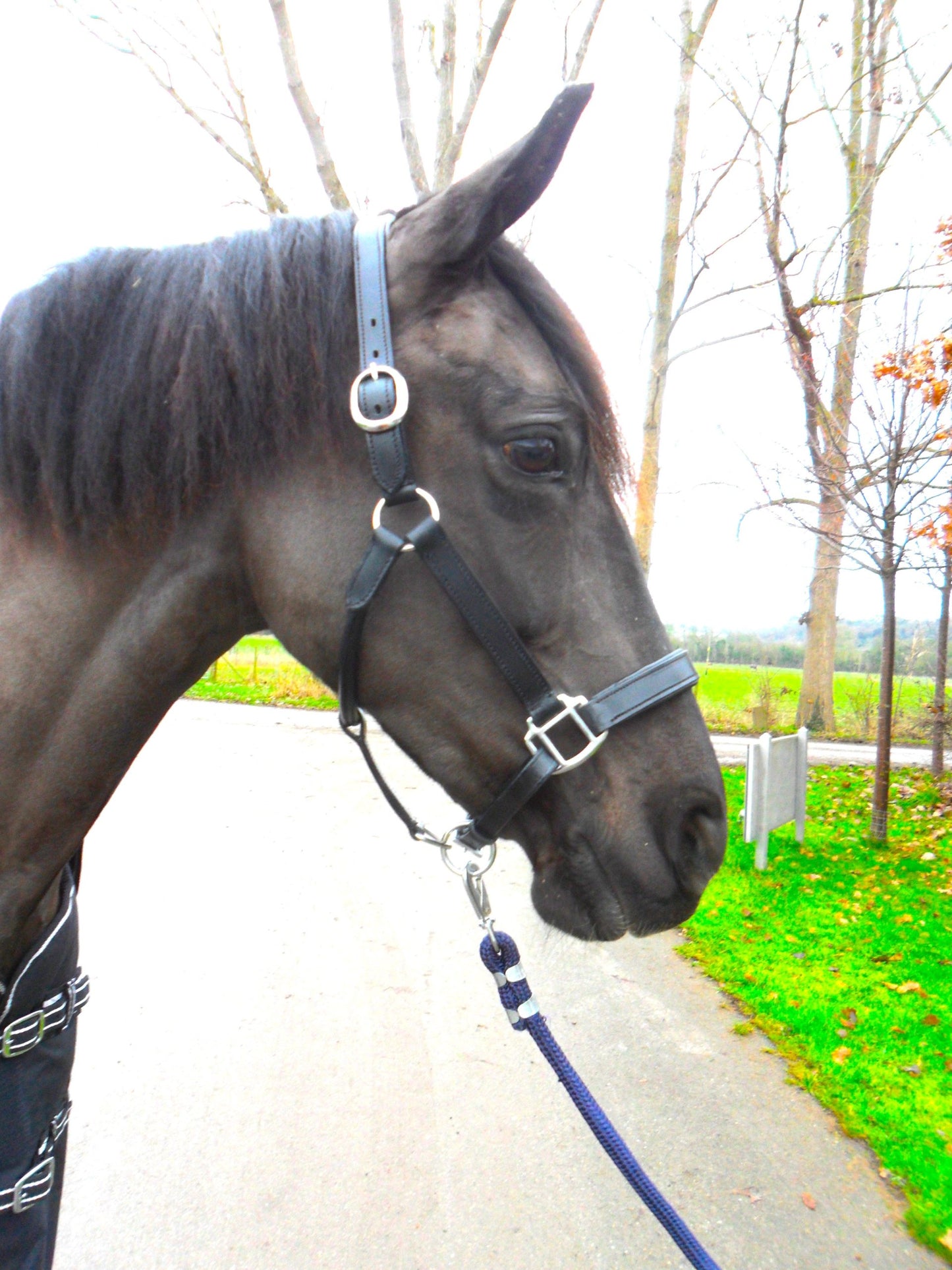 New Heavy Duty Leather SHOW Halter Headcollar - FULL/COB/PONY Black