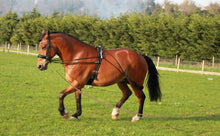 Load image into Gallery viewer, Horse Training aid pe-ssoa based Black,Brown,White one size fits all on sale
