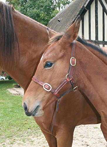 CWELL EQUINE FOAL HALTERS Head Collar, Newmarket
