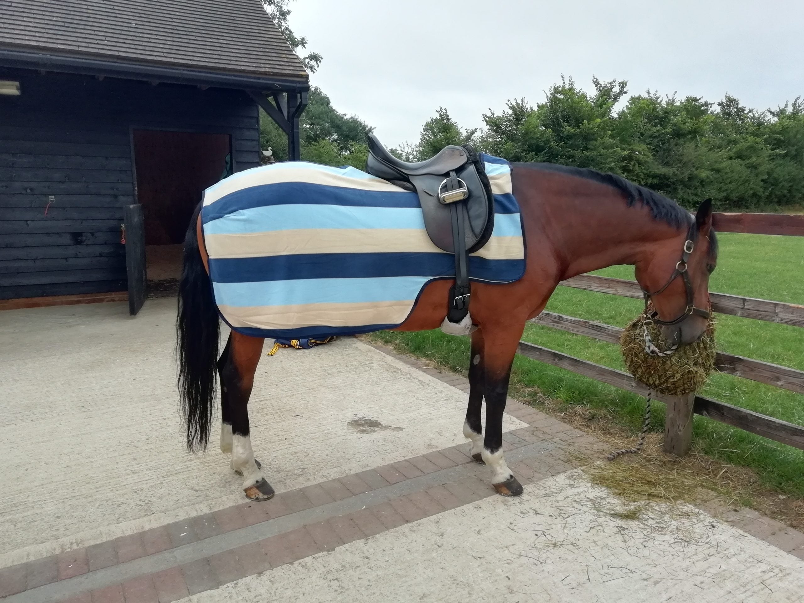 Cwell Equine V - Frontalino con Cristalli Rosa, Misura a Scelta, F/C/P (Nero) (COB, 38,1 cm Cwell Equine V - Frontalino con Cristalli Rosa, Misura a Scelta, F/C/P (Nero) (COB, 38,1 cm